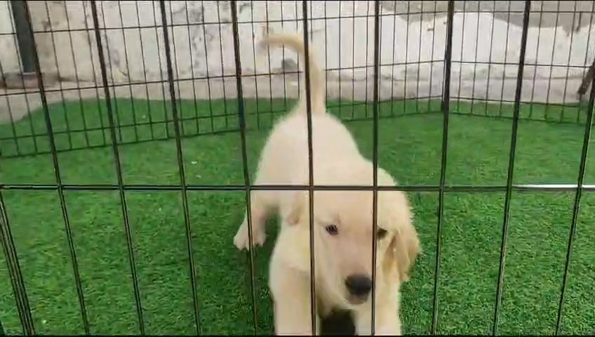 golden retriever puppy جولدن in Sharjah