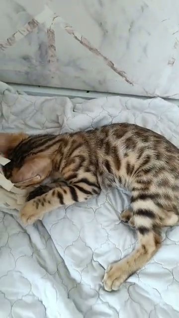 Bengal kittens 3 months in Dubai