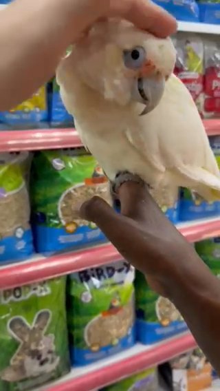 Slender Billed Cockattoo in Dubai