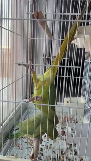 2 RingNecks Parrots in Abu Dhabi