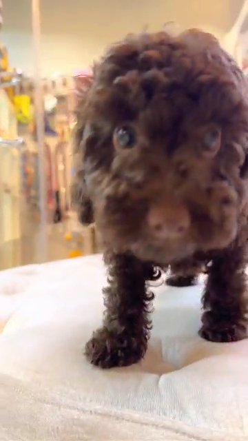 IMPORTED TOY POODLE in Dubai