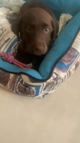 Chocolate Labrador- 3 Months Old- Passport, Vaccinated,microchip in Dubai