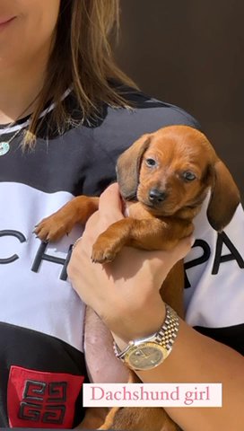 Dachshund Female Puppies For Rehoming in Dubai