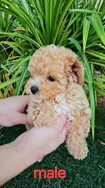 😍CUTE APRICOT TOY POODLE MALE PUPPY😍 in Dubai