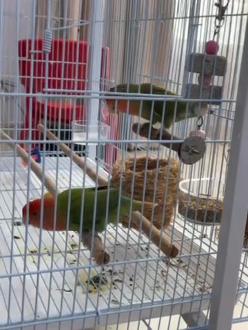 Love Birds For Sale طير اللوف للبيع in Abu Dhabi