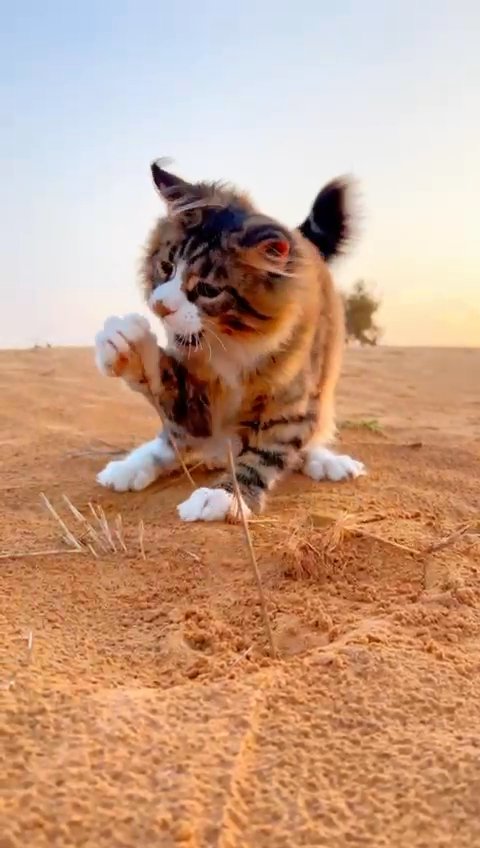 5 months old stunning Maine coon pure with pedigree in Dubai