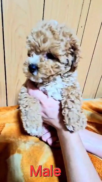 😍Cute Apricot Toy Poodle Male Puppy Super Playfull and Active in Dubai