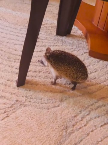 Hedgehog in Abu Dhabi
