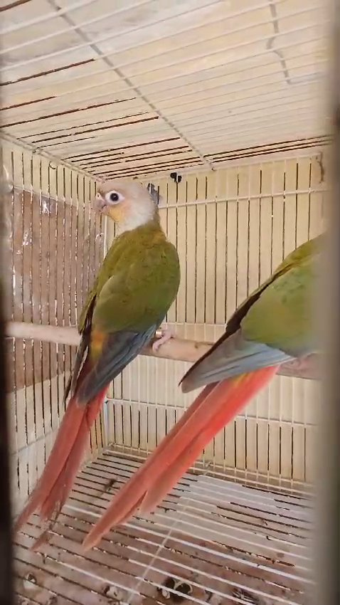 pineapple conure pair for sale in Sharjah