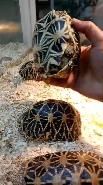 each 4500 star tortoise in Dubai