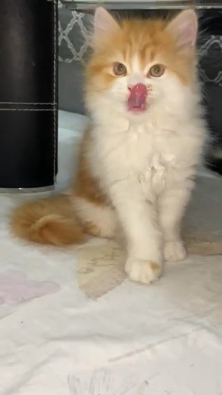 Persian Peaky Face Kitten in Ajman