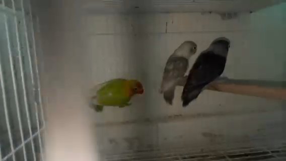 Love Birds in Ajman