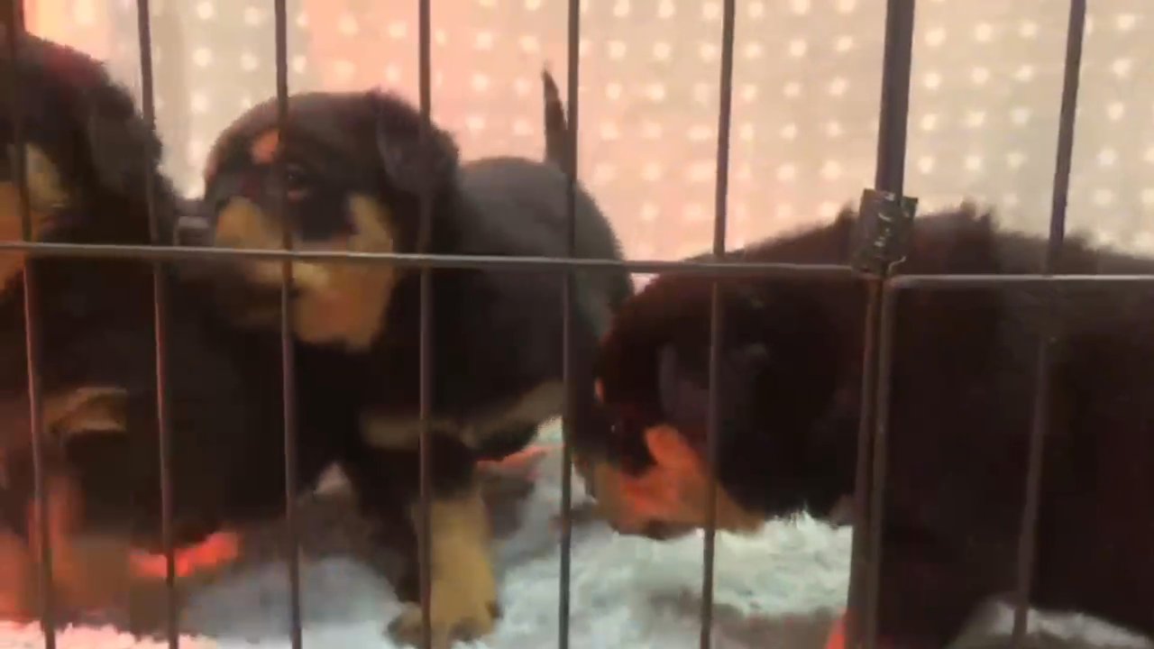 top quality rottweiler puppies in Abu Dhabi