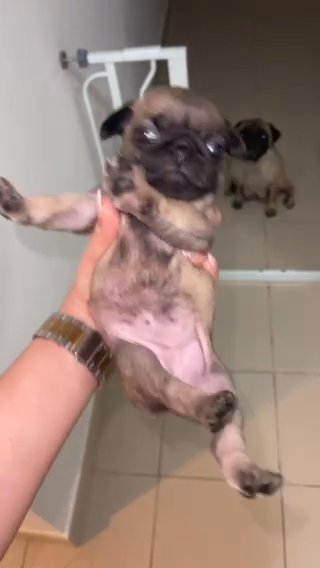 Pug Baby in Dubai