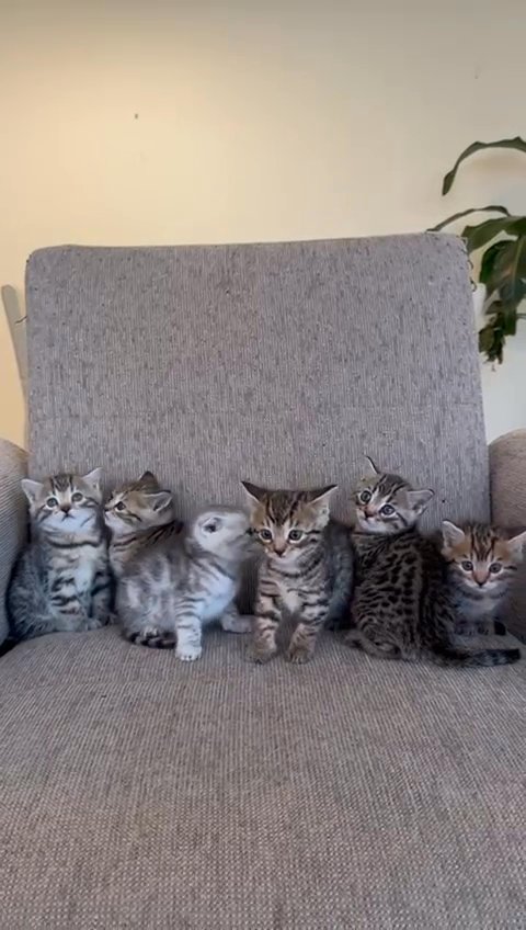 Bengal Kittens in Dubai