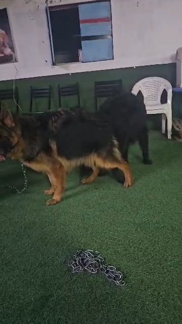 puppy black jack 2 month high quality in Ajman