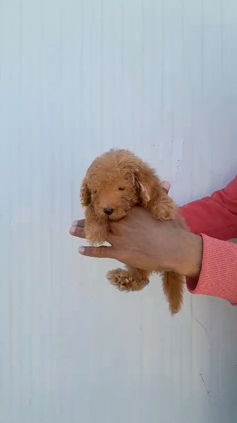 LOVELY 😍 TEACUP  TOY POODLE PUPPY BOY in Dubai