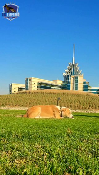 SPECIAL PROFESSIONAL DOG TRAINER in Dubai