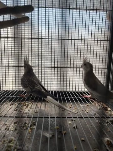 Pearl And White head Cockatiels in Sharjah