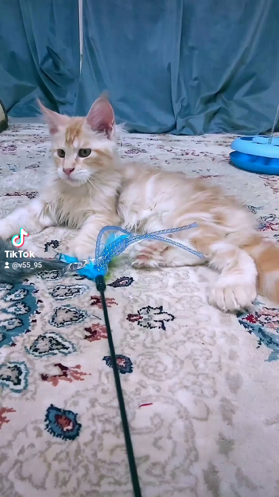 Pure Mainecoon Male Polydactyl NOT FOR SALE in Sharjah