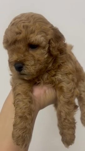 PURE TOY POODLE in Dubai