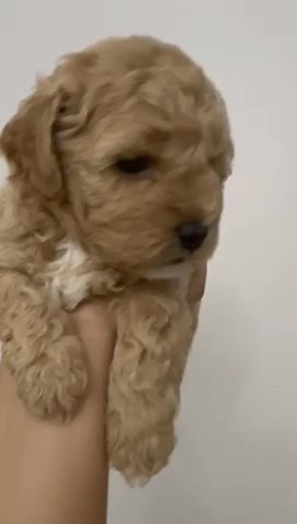 PURE TOY POODLE in Dubai