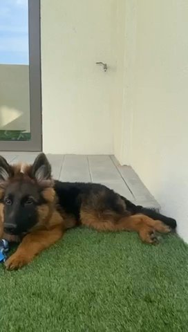 Dog Pure German Shepherd in Dubai