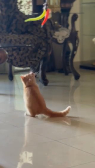 Turkish Angora Kitten in Sharjah