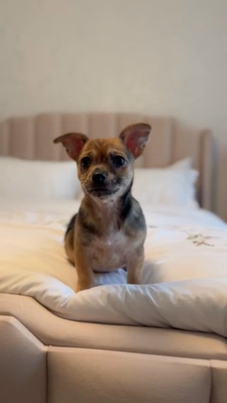 Merle Chihuahua For Sale (male) in Abu Dhabi