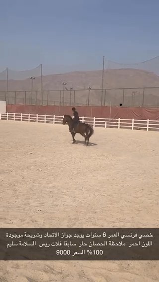 حصان خصي فرنسي in Abu Dhabi
