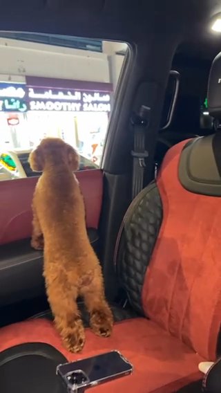PURE TOP QUALITY FEMALE TOY POODLE in Dubai