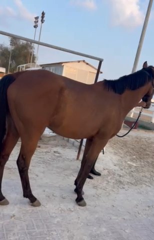 حصان خصي in Abu Dhabi