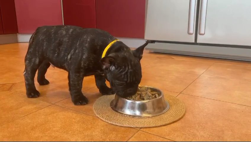 FCI registered show quality imported brindle French Bulldog Brindle Boy and red girl. in Dubai