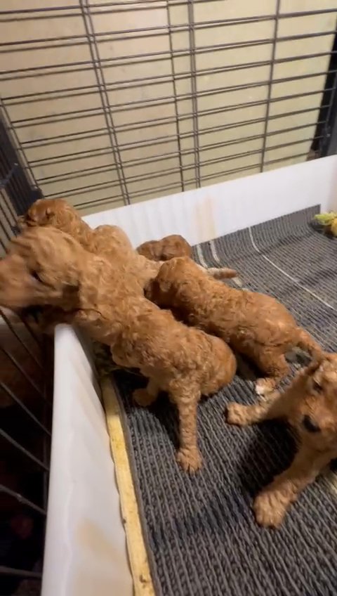 Toy poodle puppies توي بوديل in Sharjah