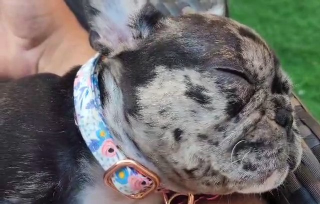 french bulldog puppy for sale in Dubai