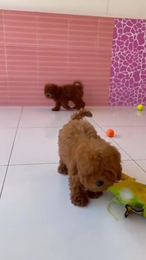 Toy Poodle puppy in Dubai
