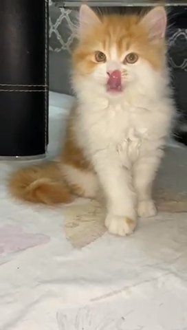 Peaky Face Persian Kitten in Ajman
