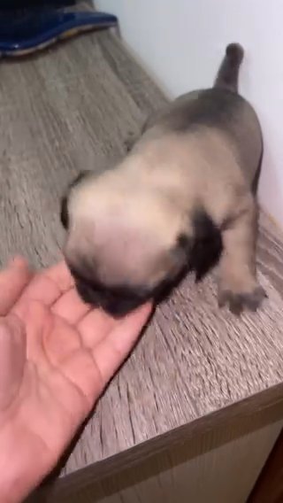 Baby Pug Puppy in Dubai