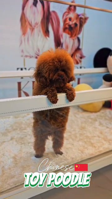 Toy poodle Female 🇨🇳 high Quality in Dubai