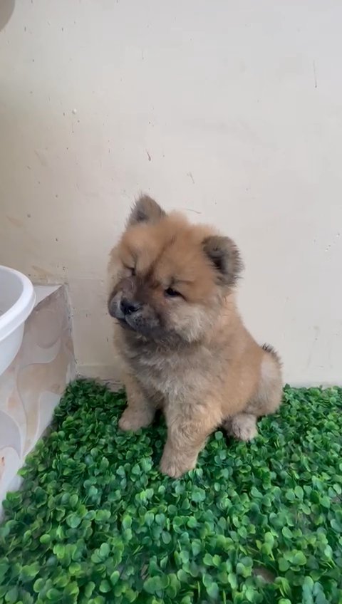 Chowchow puppy available in Dubai