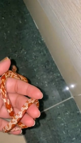 Baby Corn Snake in Dubai