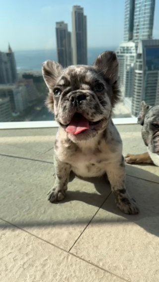 Full Fluffy Exotic French Bulldog Puppy Female in Dubai