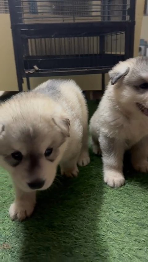 Amerindian malamute for sales sale