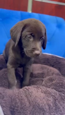(SOLD) Female Chocolate Labrador Retriever Puppy Available in Dubai