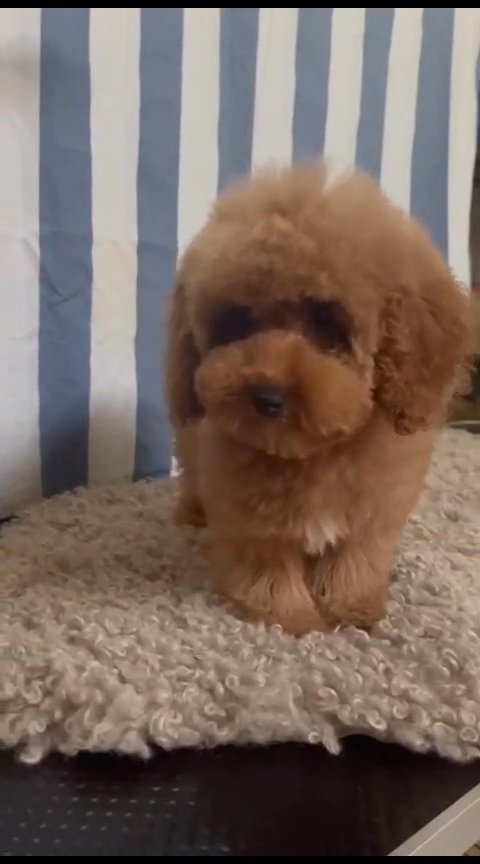 toy poodle female top quality انثى توي بوديل in Sharjah