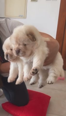 High Quality Chow chow Male And Female in Dubai