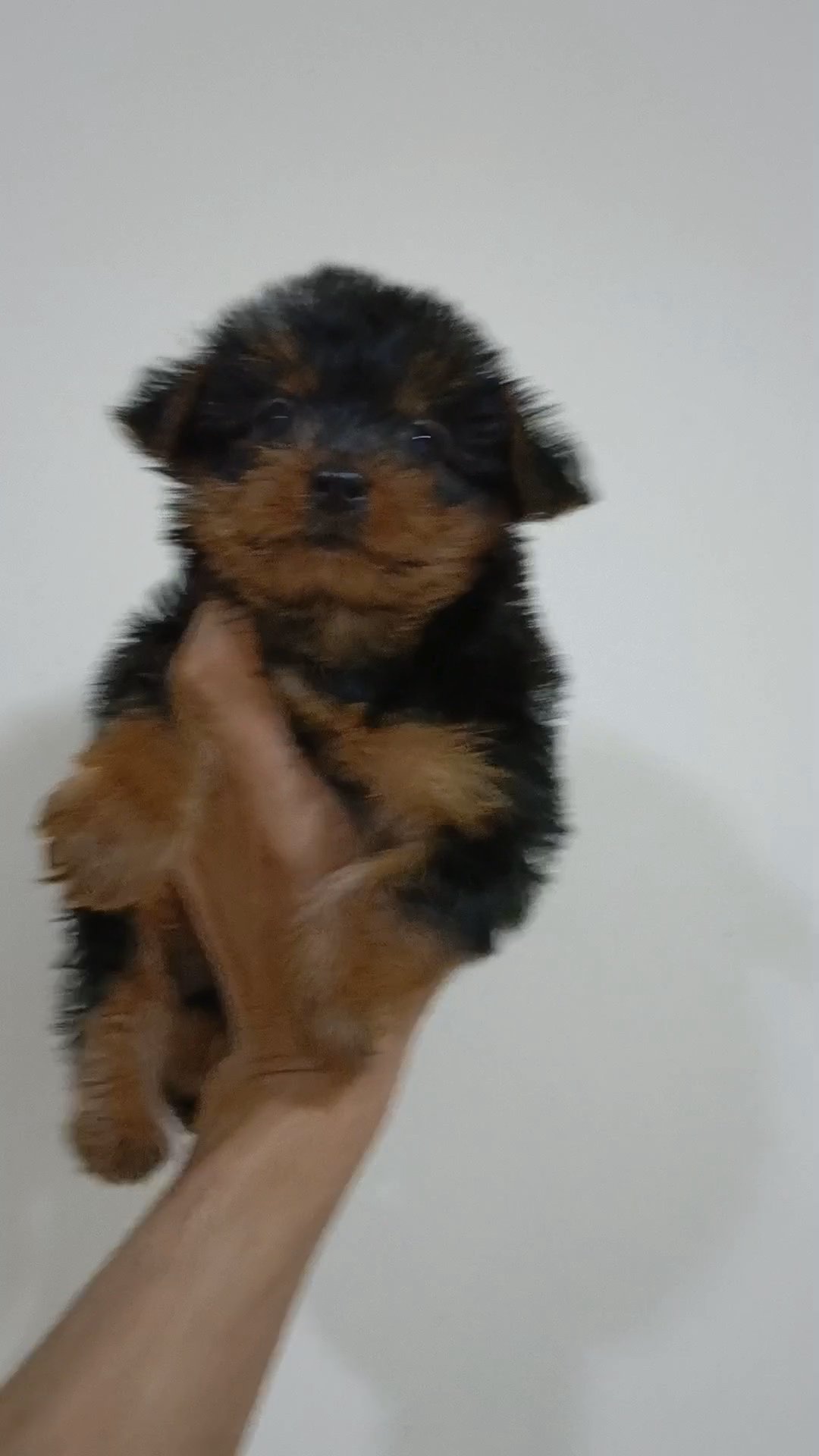 Yorkshire terrier in RAK City