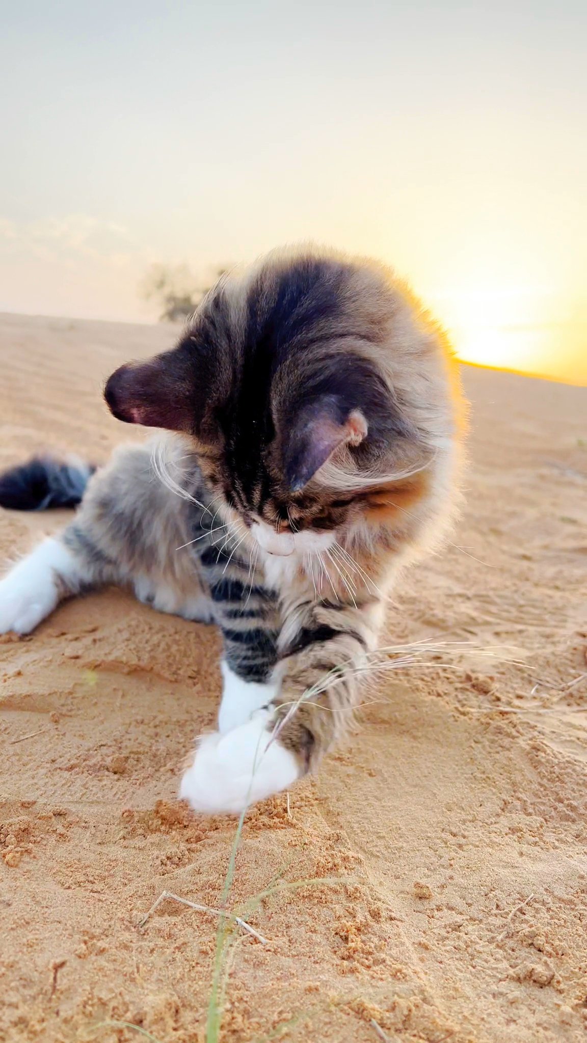 6 months old Maine coon pure breed with pedigree in Dubai