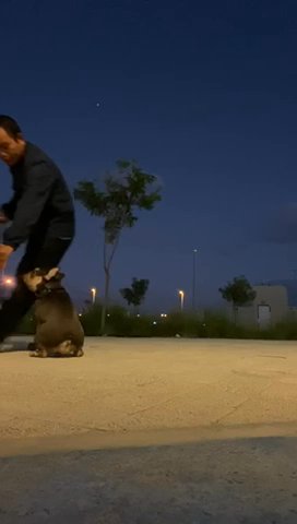 French Bulldog in Abu Dhabi