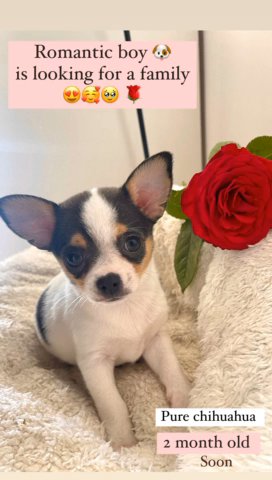 Chihuahua Looking For A Family 💖 in Dubai